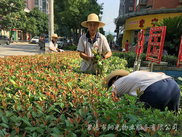 绿化除杂